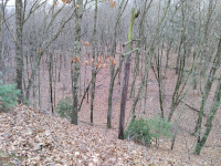 Looking to the southeast, a nice wooded view
