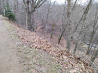 A wooded area, looking southeast.